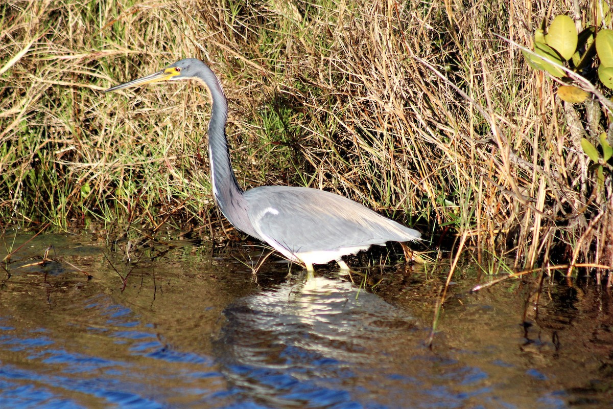 Dreifarbenreiher - ML140693451