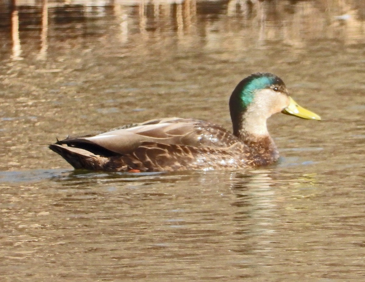 Mallard x American Black Duck (hybrid) - ML140693741