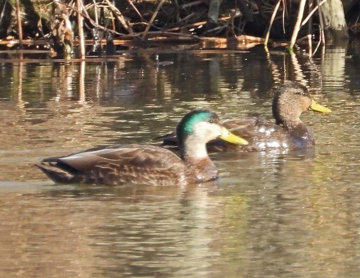 Mallard x American Black Duck (hybrid) - Aubrey Merrill