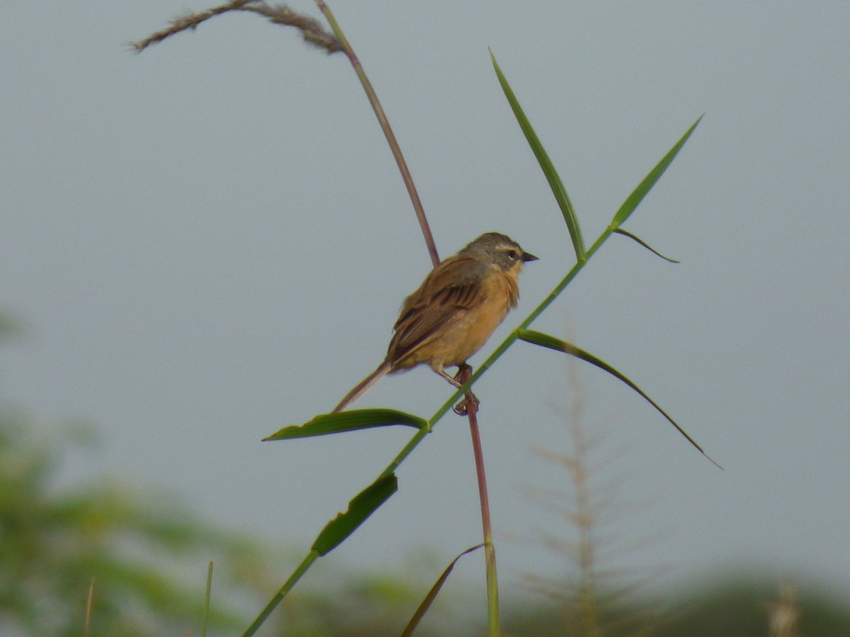 Long-tailed Reed Finch - Darío Campomanes