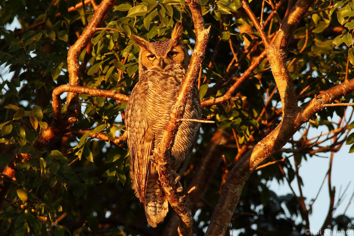 Great Horned Owl - ML140694321
