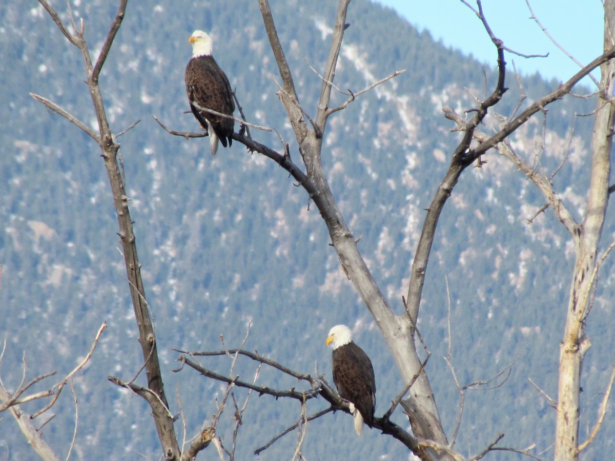 Bald Eagle - ML140695021