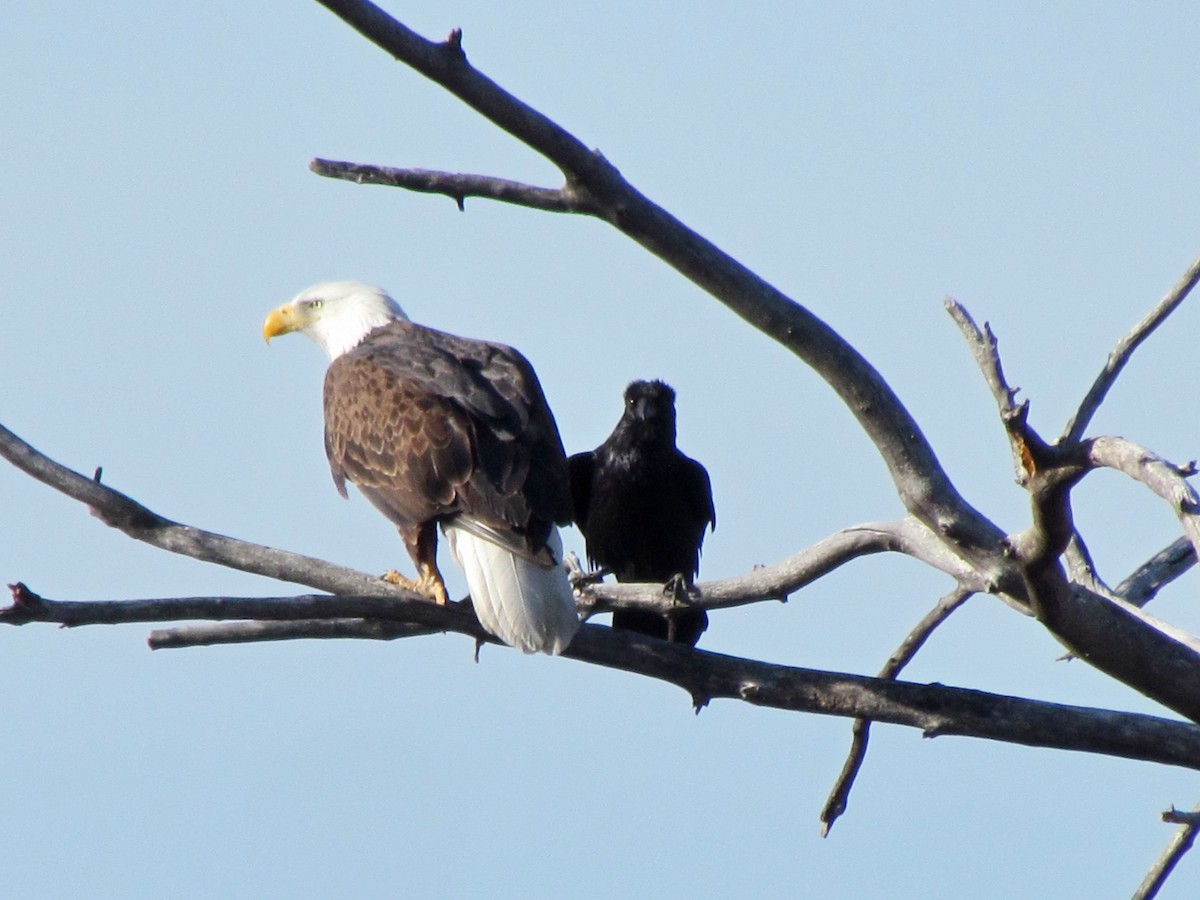 Bald Eagle - Tanja Britton