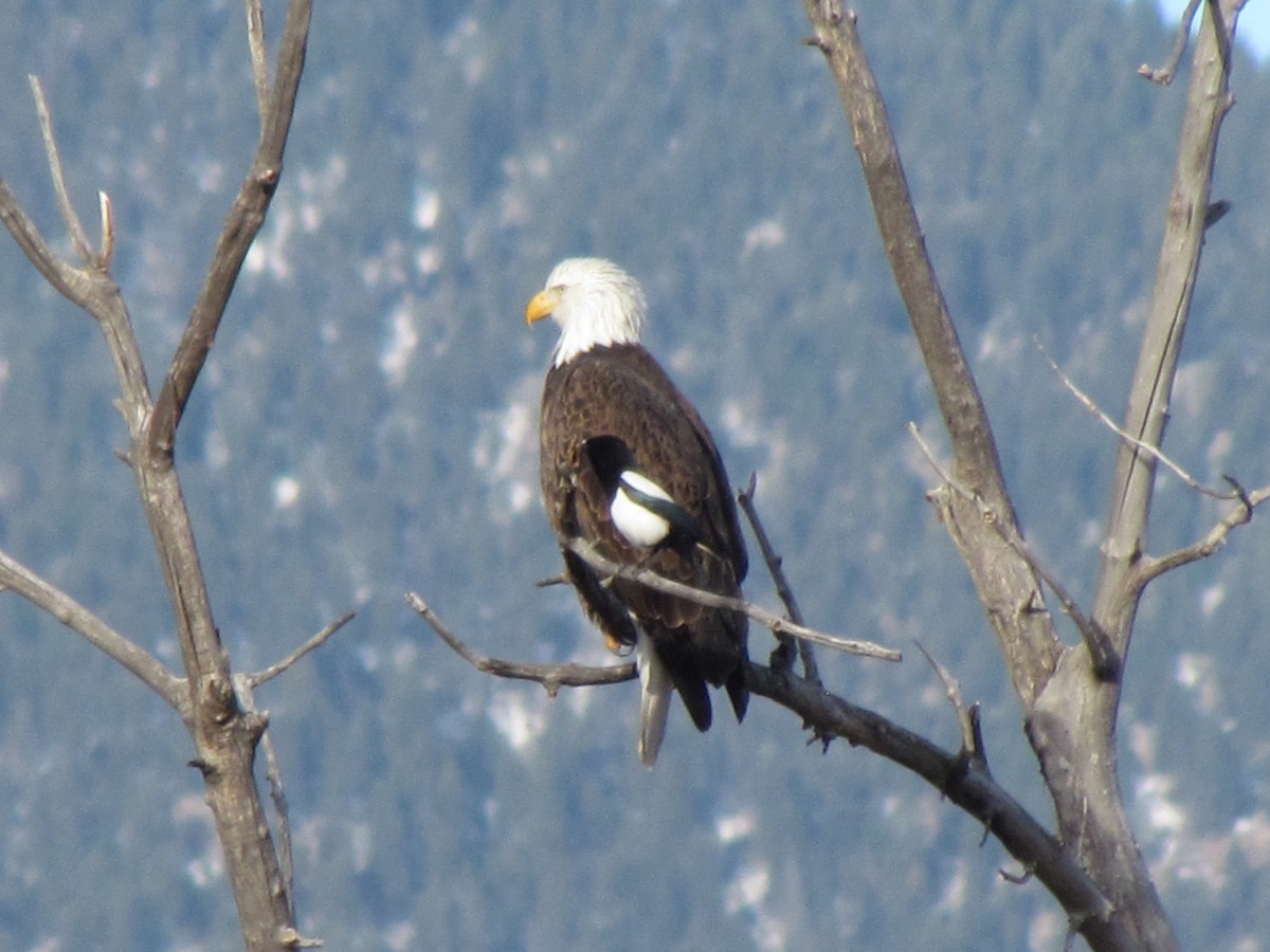 Bald Eagle - Tanja Britton