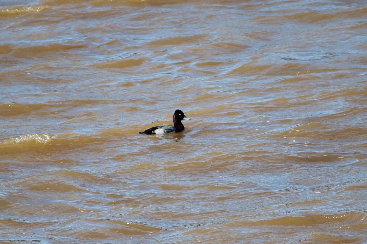 Lesser Scaup - ML140697901