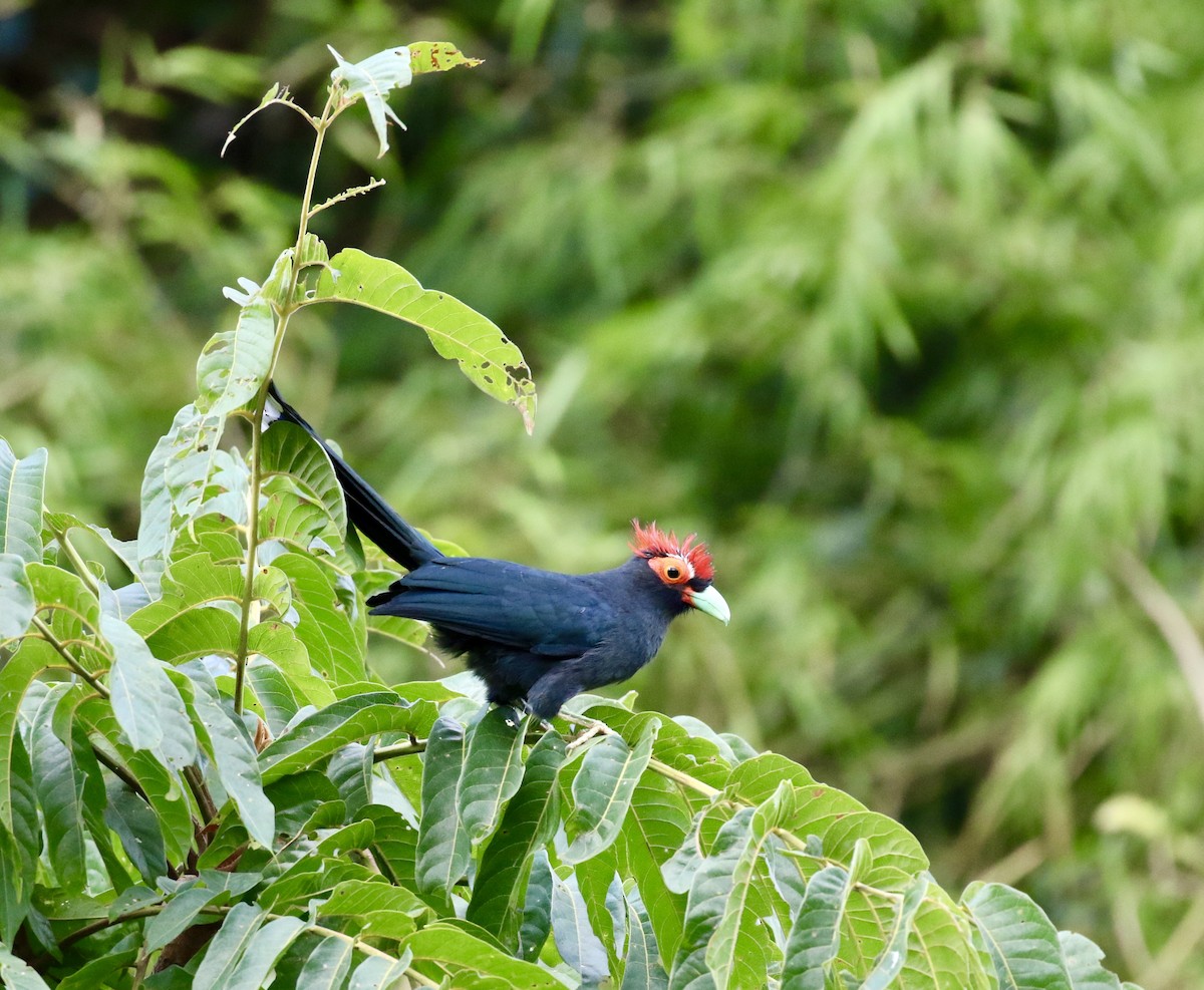 Red-crested Malkoha - Shannon Fair