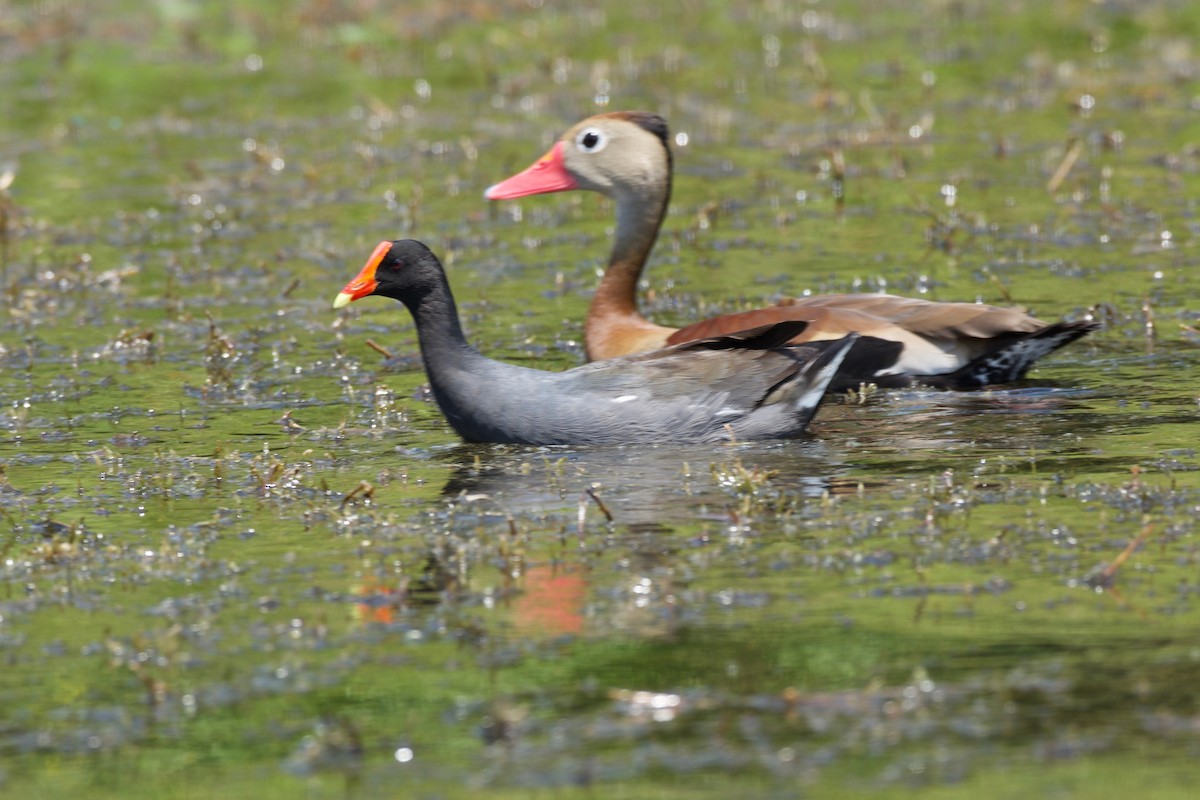 Gallinule d'Amérique - ML140701941