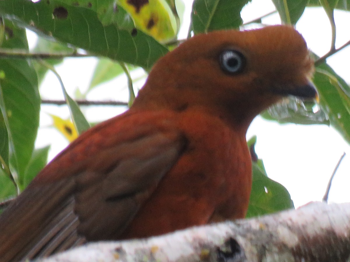 Andean Cock-of-the-rock - ML140702121