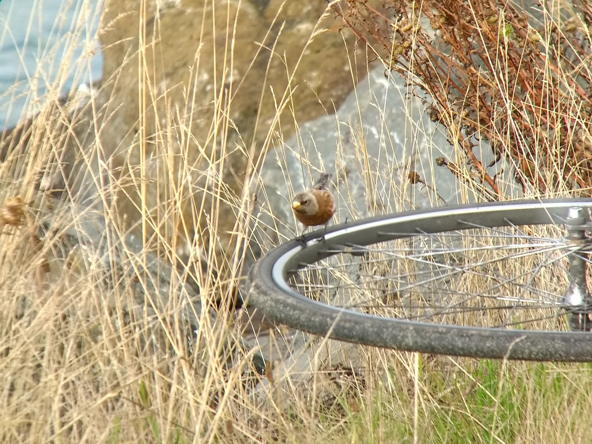 Gray-crowned Rosy-Finch (Hepburn's) - Dave Slager