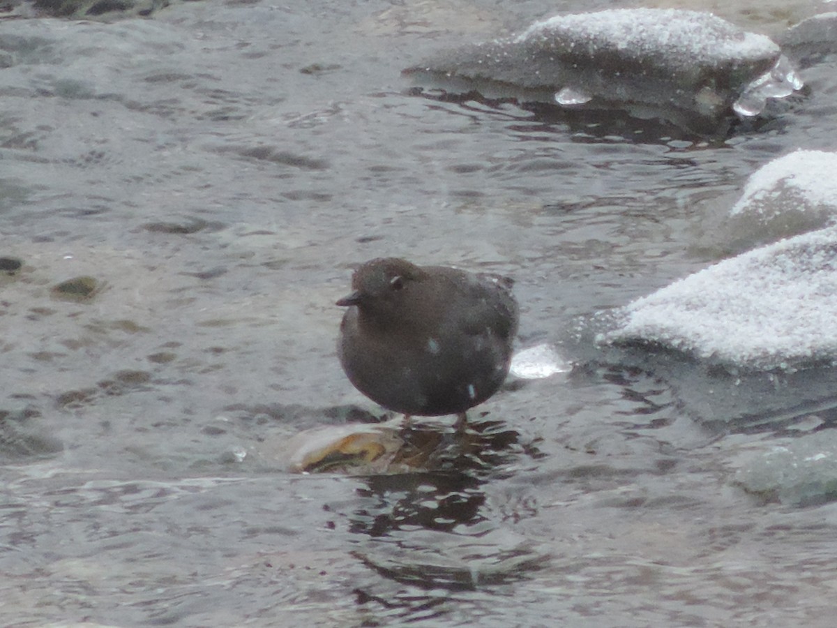 American Dipper - ML140703091