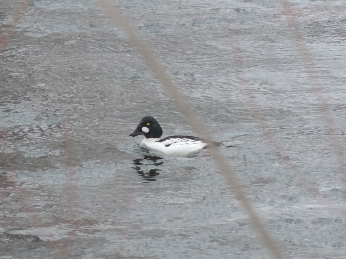 Common Goldeneye - ML140703271