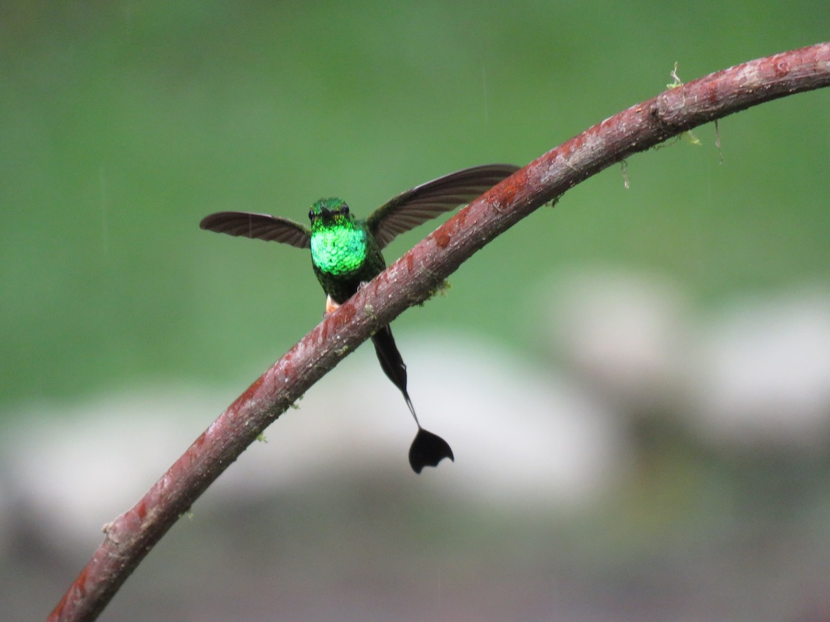 Peruvian Racket-tail - Carrie Bowden