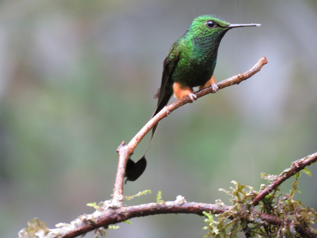 Peruvian Racket-tail - Carrie Bowden