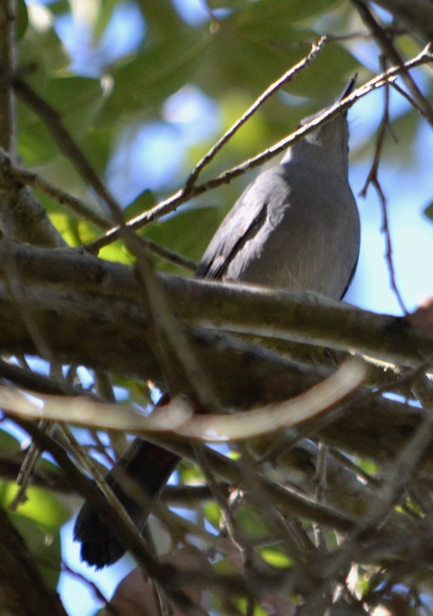 Gray Catbird - ML140705141