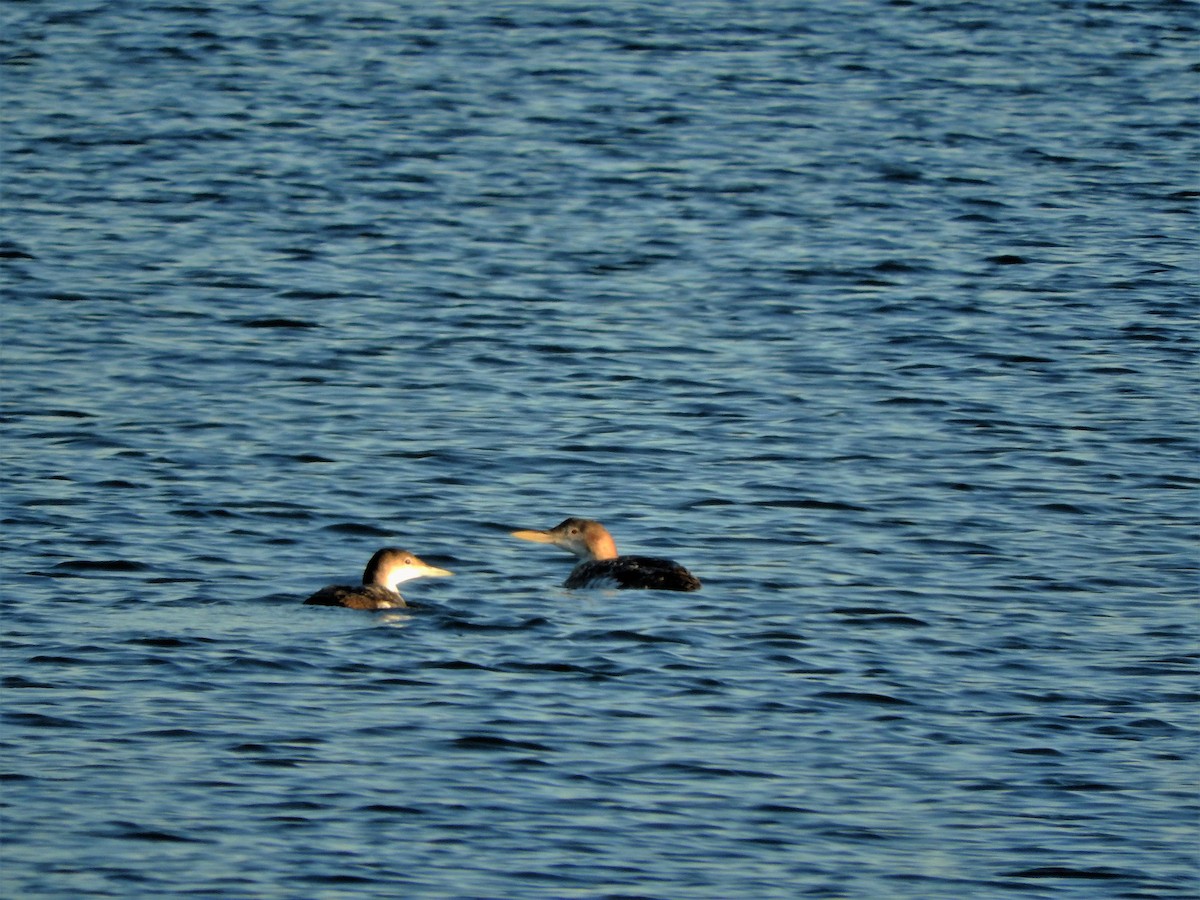 Yellow-billed Loon - ML140705271