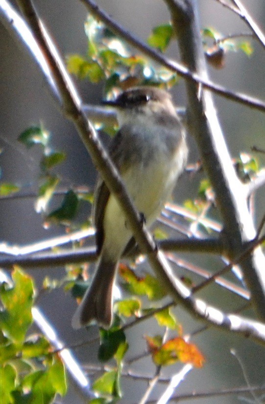 new world flycatcher sp. - ML140705361