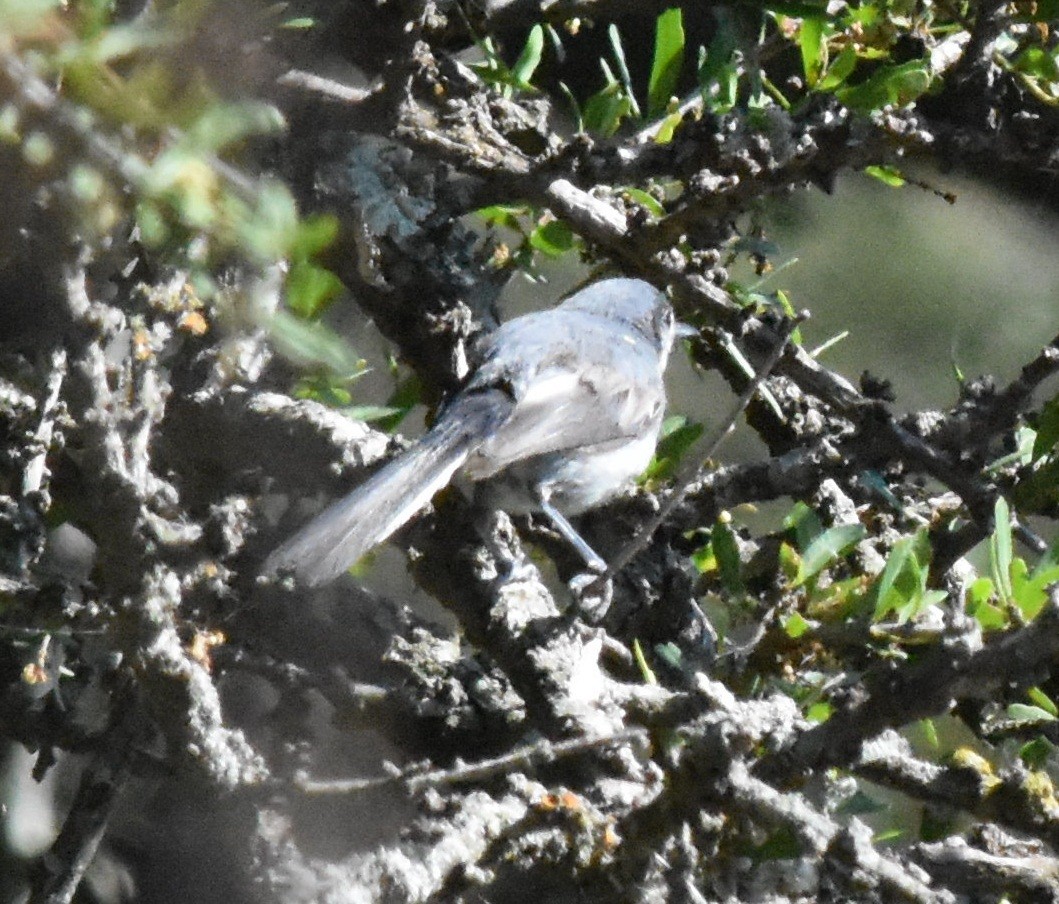 Masked Gnatcatcher - andres ebel