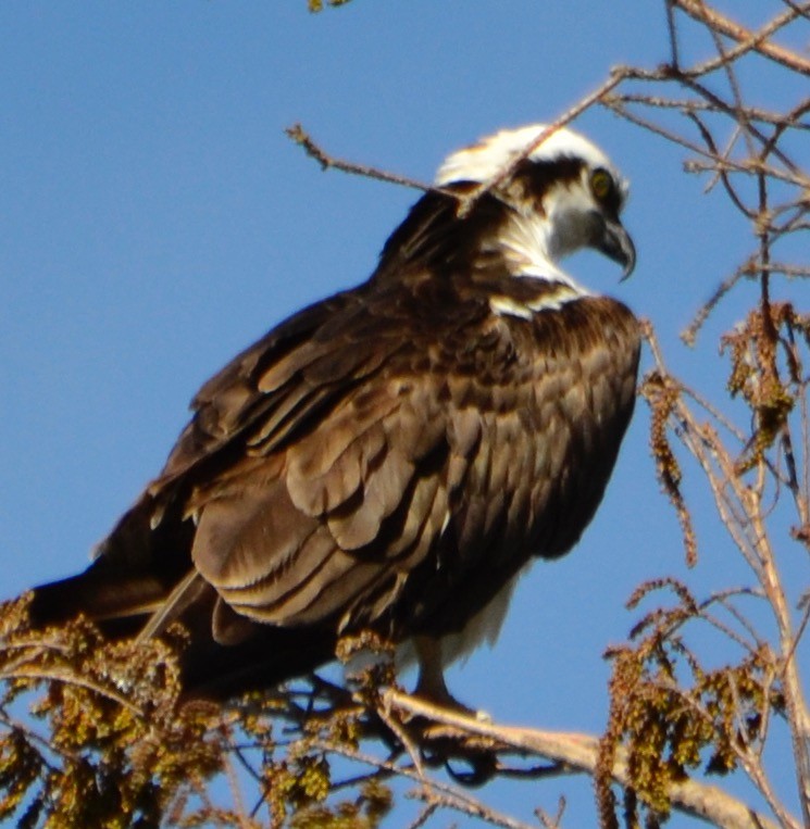 Osprey - Margaret Merar