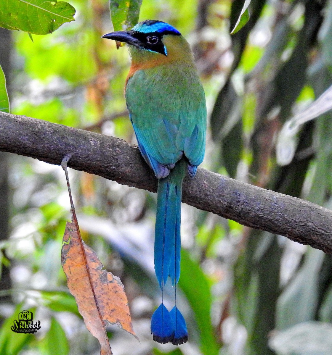 Lesson's Motmot - ML140706031