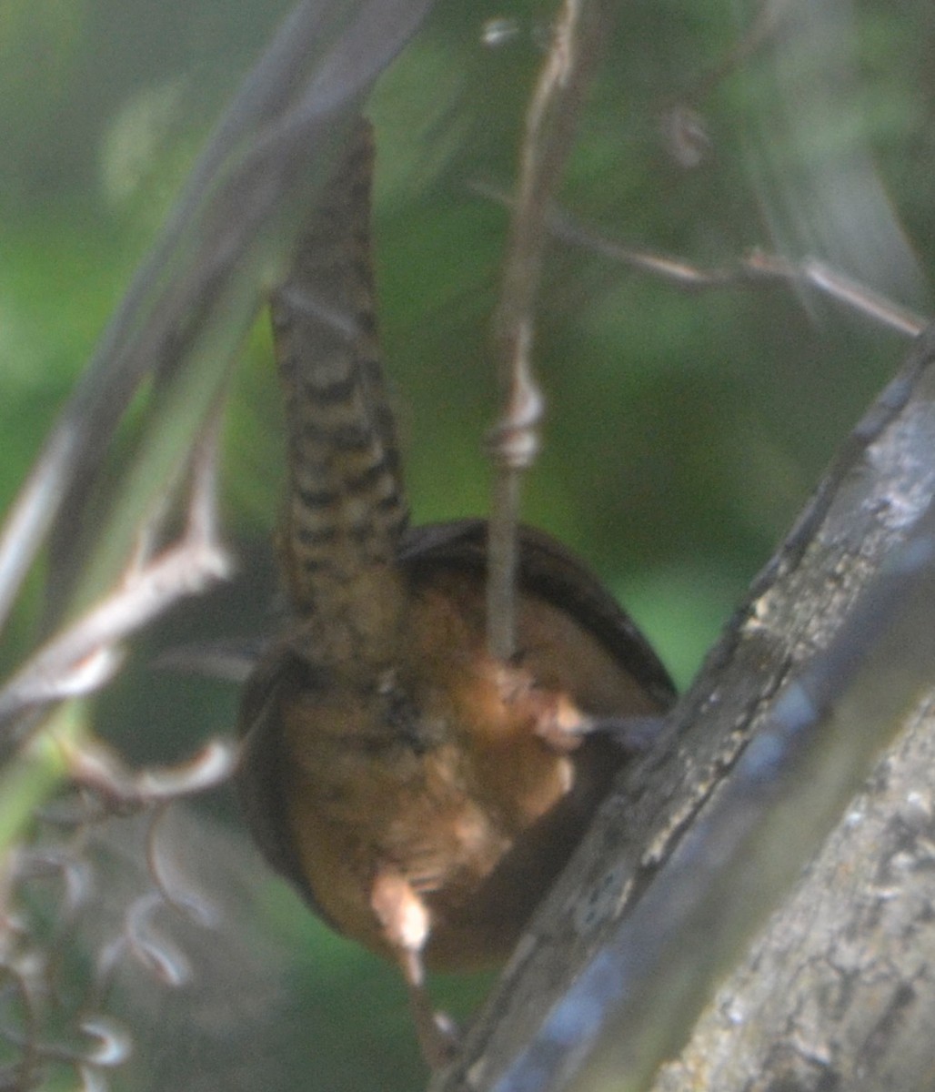 wren sp. - ML140706421