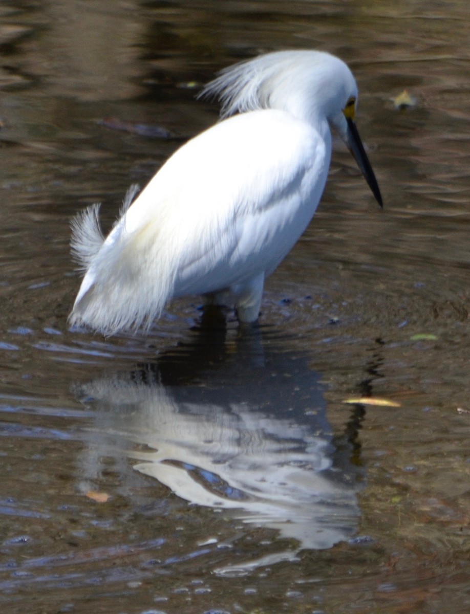 Aigrette neigeuse - ML140707761