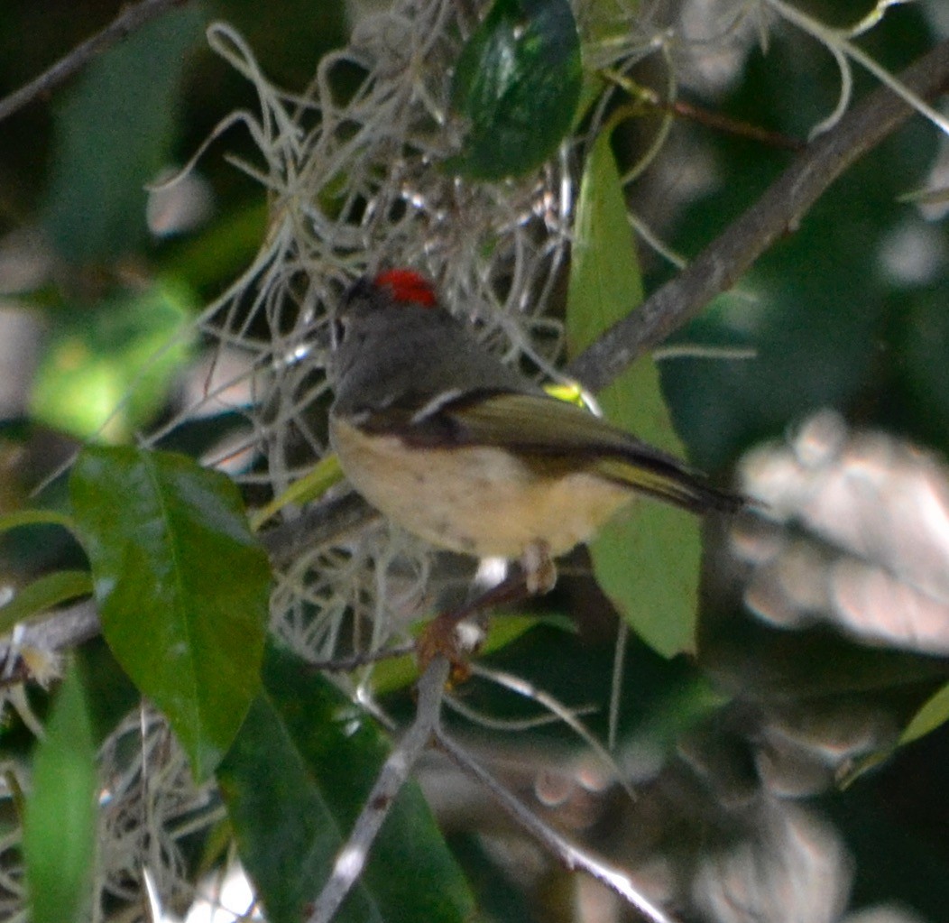 Ruby-crowned Kinglet - ML140707971