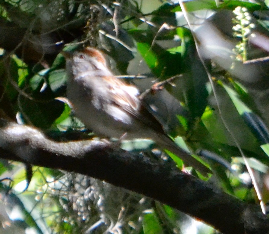 Chipping Sparrow - ML140708491