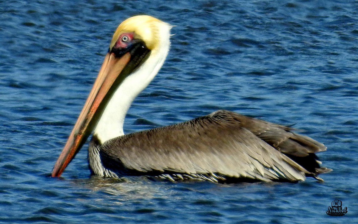 Brown Pelican - ML140709701