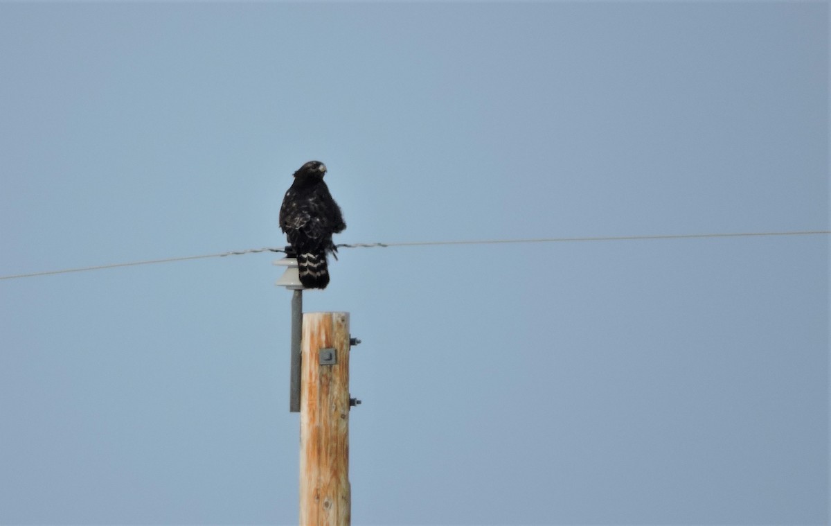 Rough-legged Hawk - ML140709871