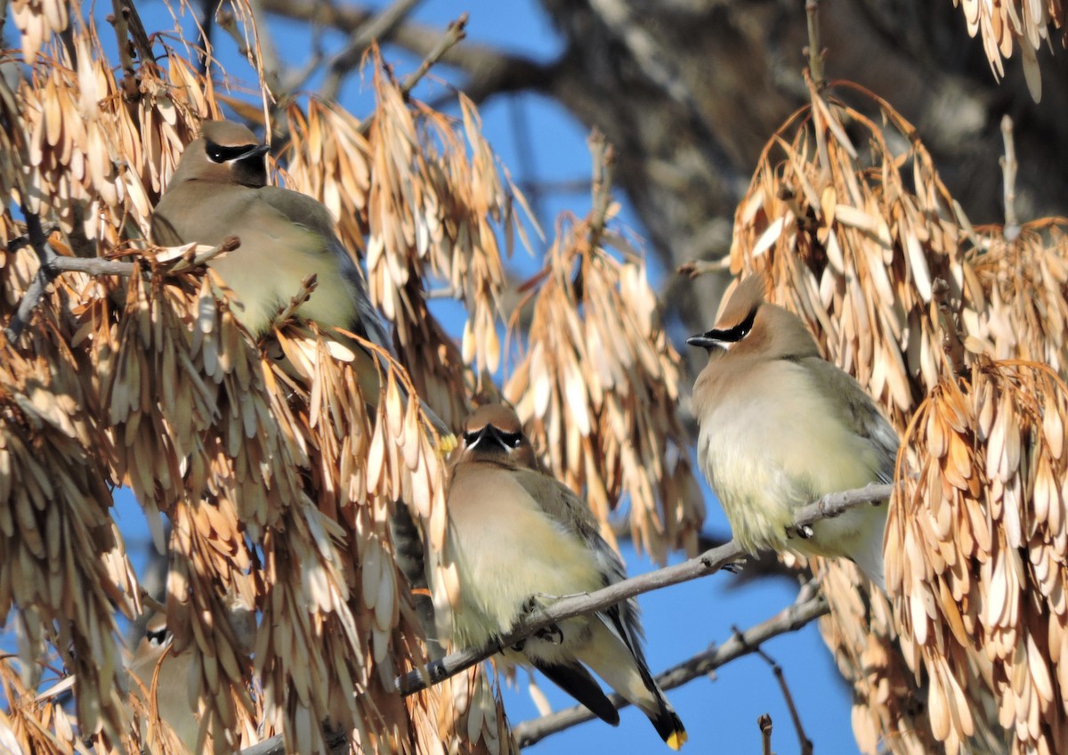 Cedar Waxwing - ML140710701