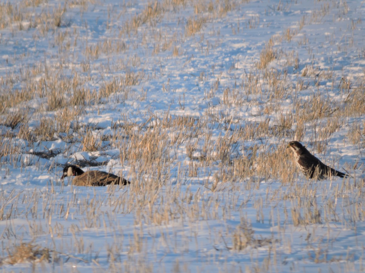 Faucon des prairies - ML140711721