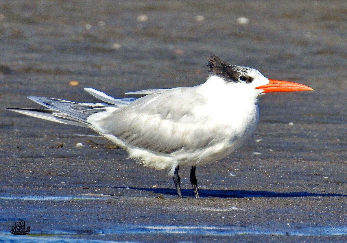 Royal Tern - ML140712261