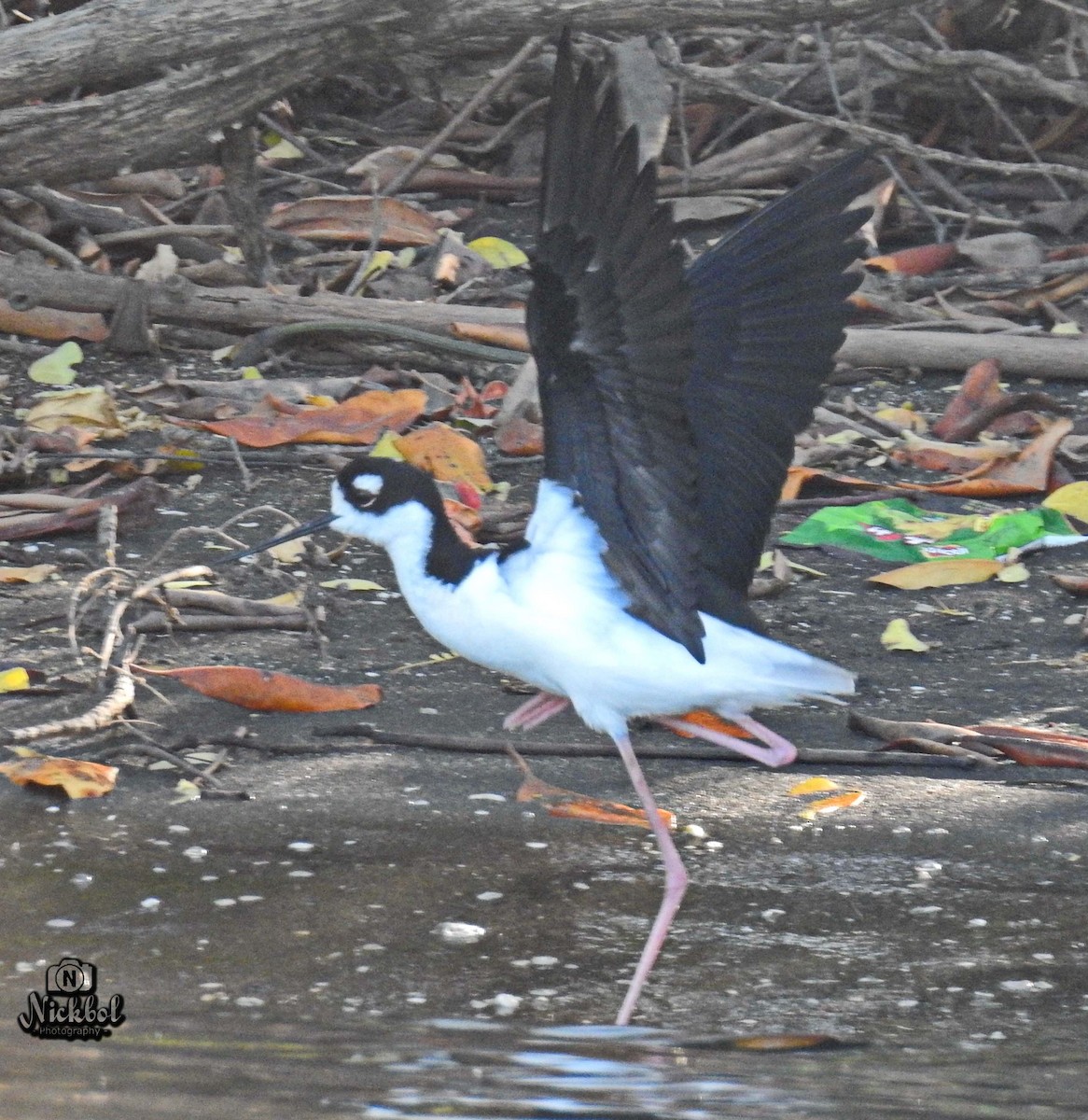 Black-necked Stilt - Nick Bolanos