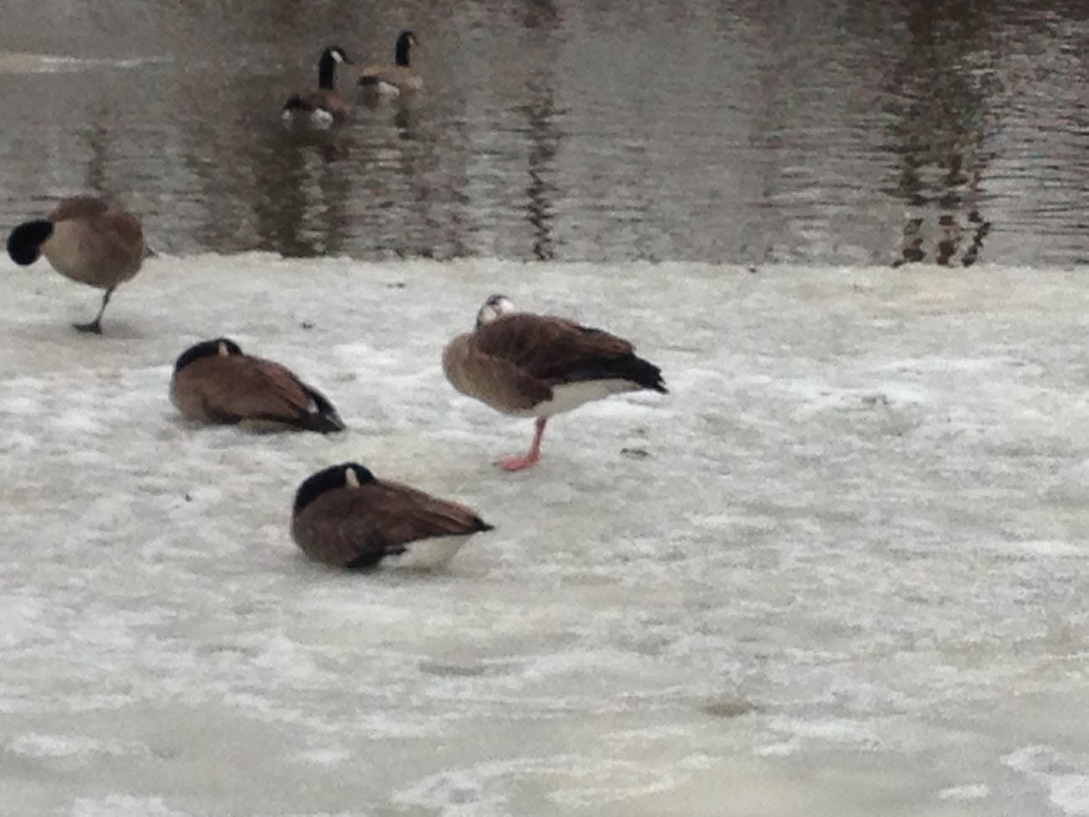 Domestic goose sp. x Canada Goose (hybrid) - ML140712691