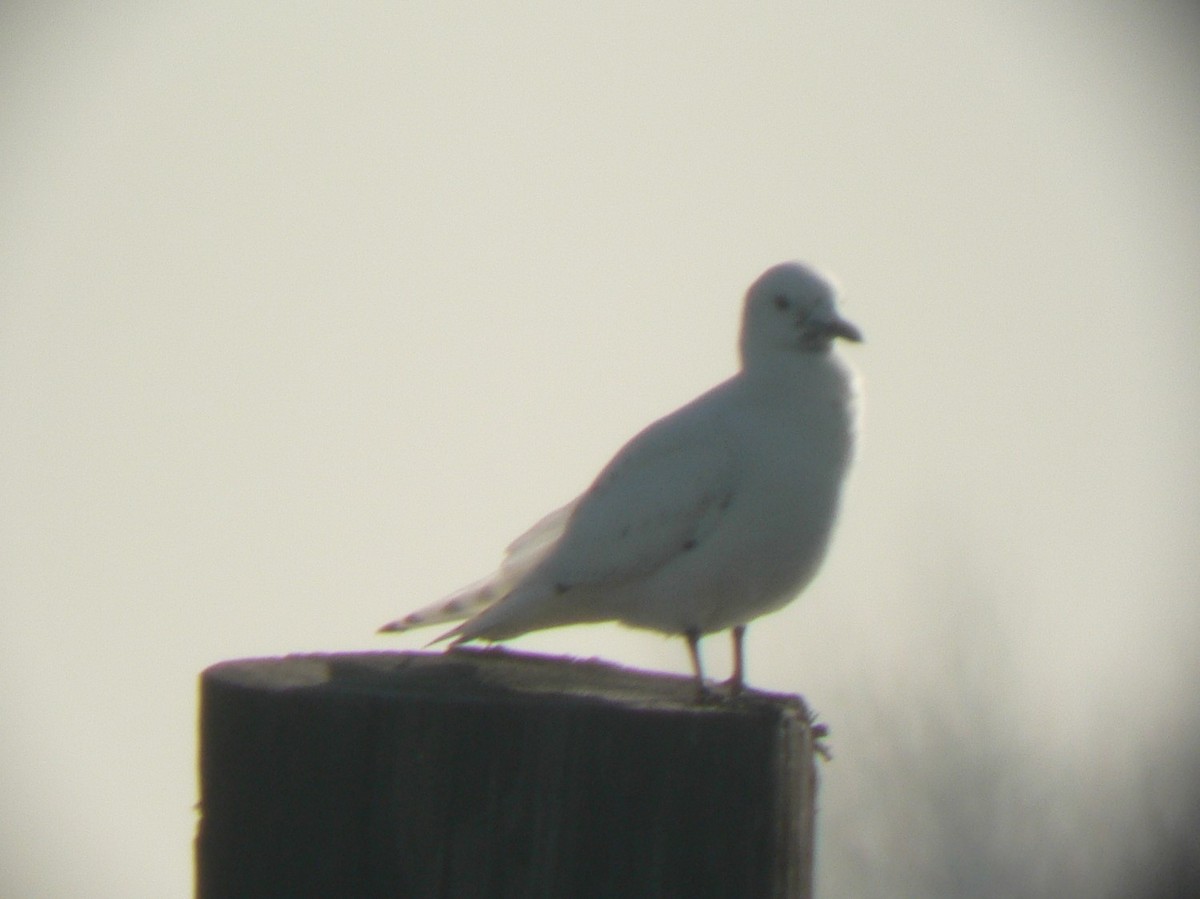 Белая чайка - ML140713771