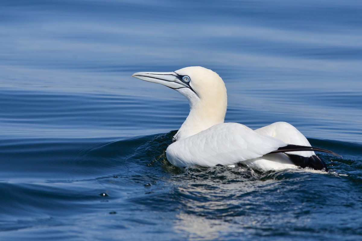 Northern Gannet - ML140713911