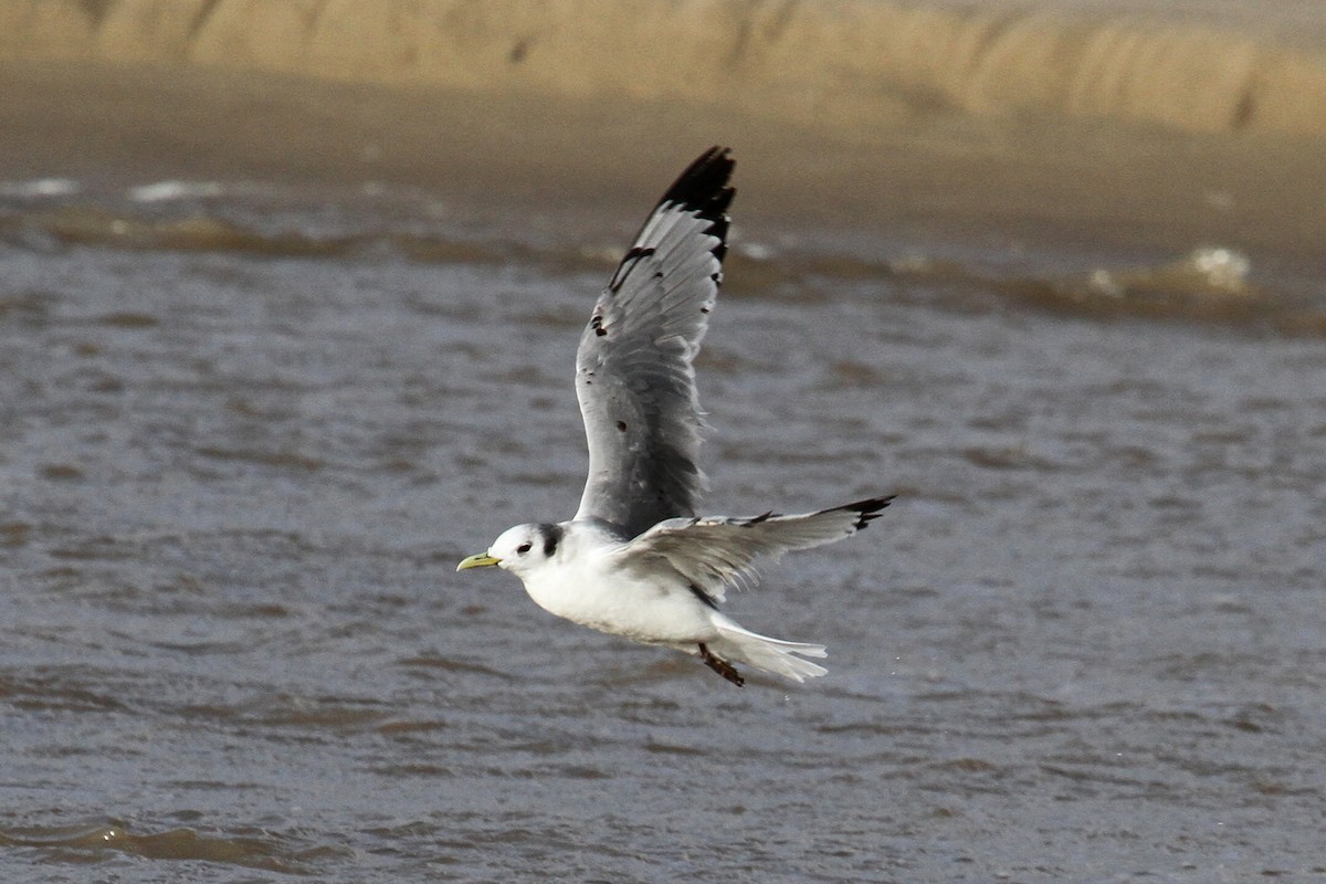 Gaviota Tridáctila - ML140714211