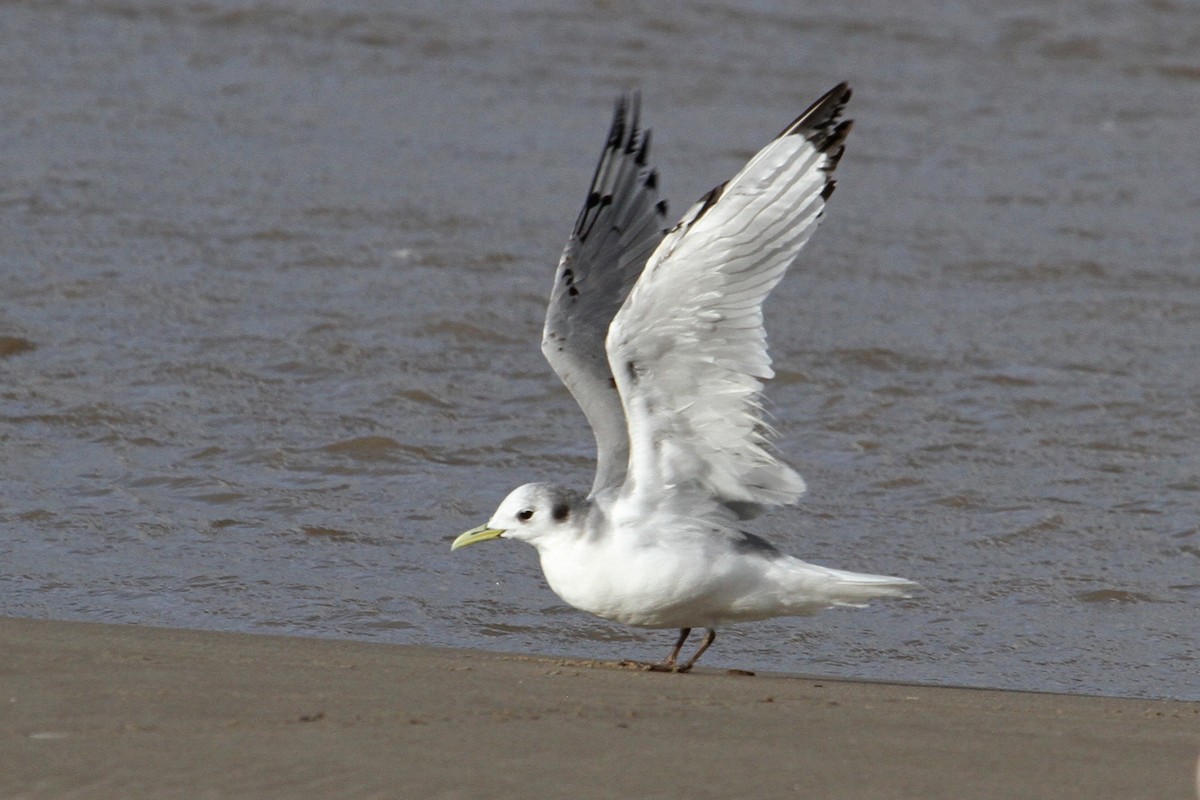 Mouette tridactyle - ML140714231