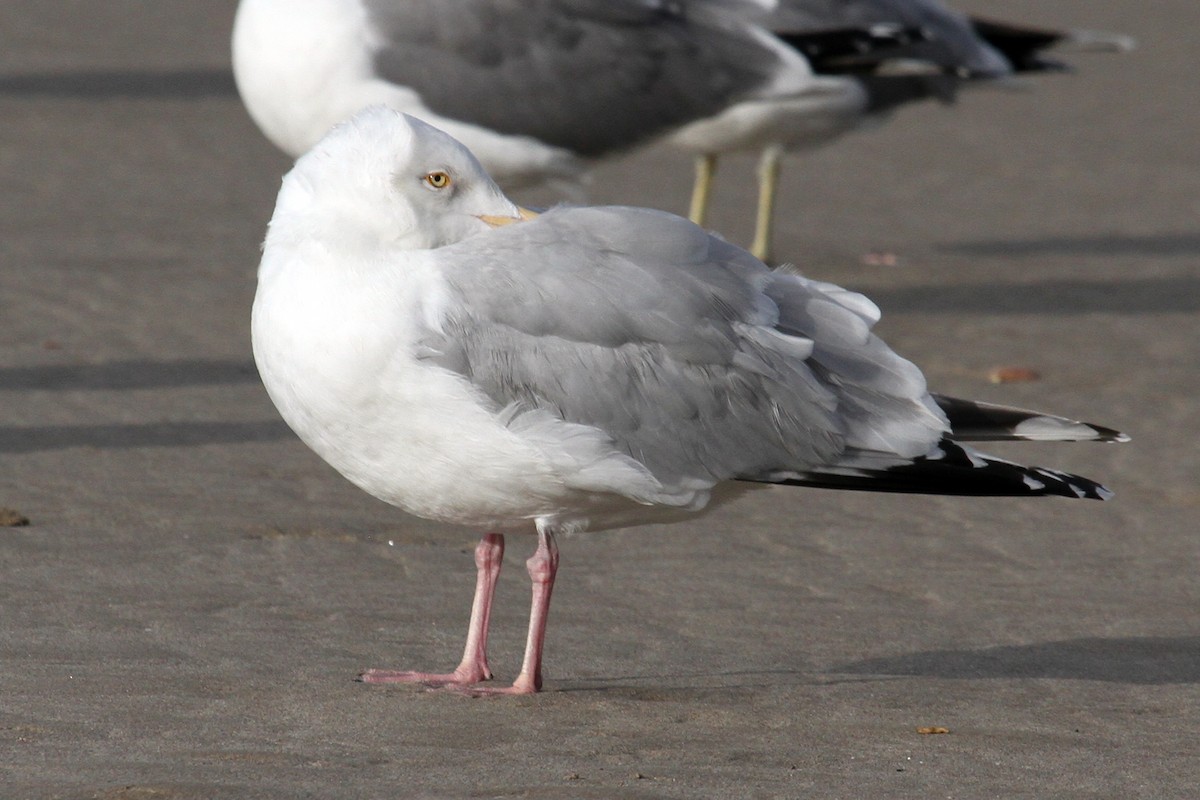 Herring Gull - ML140714391