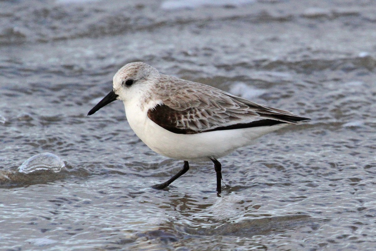 Sanderling - ML140715981