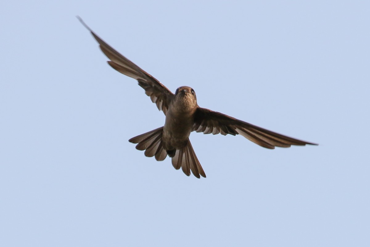 Germain's Swiftlet - ML140718231