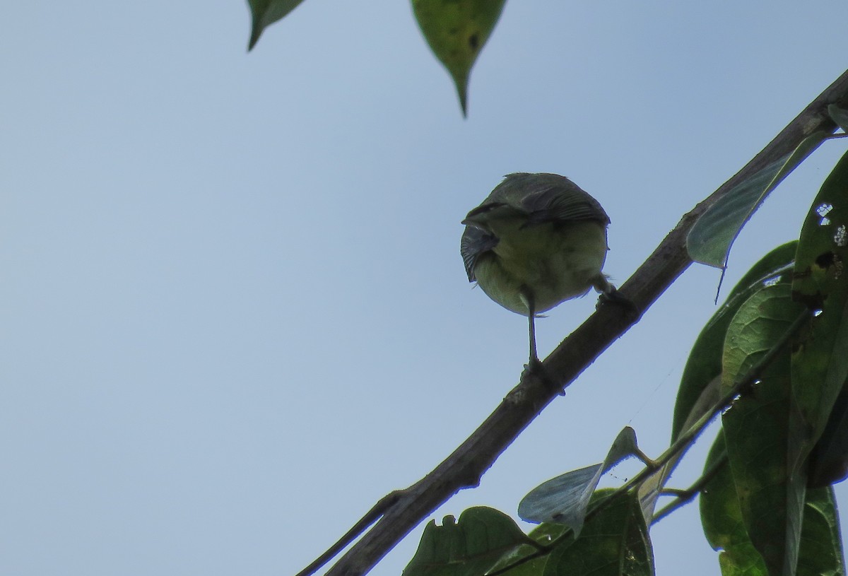 Philadelphia Vireo - Denilson  Ordoñez