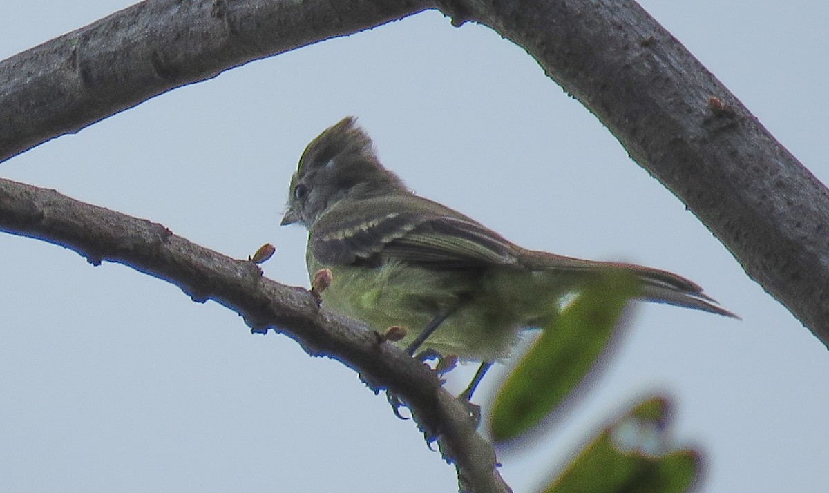 Yellow-bellied Elaenia - Denilson  Ordoñez