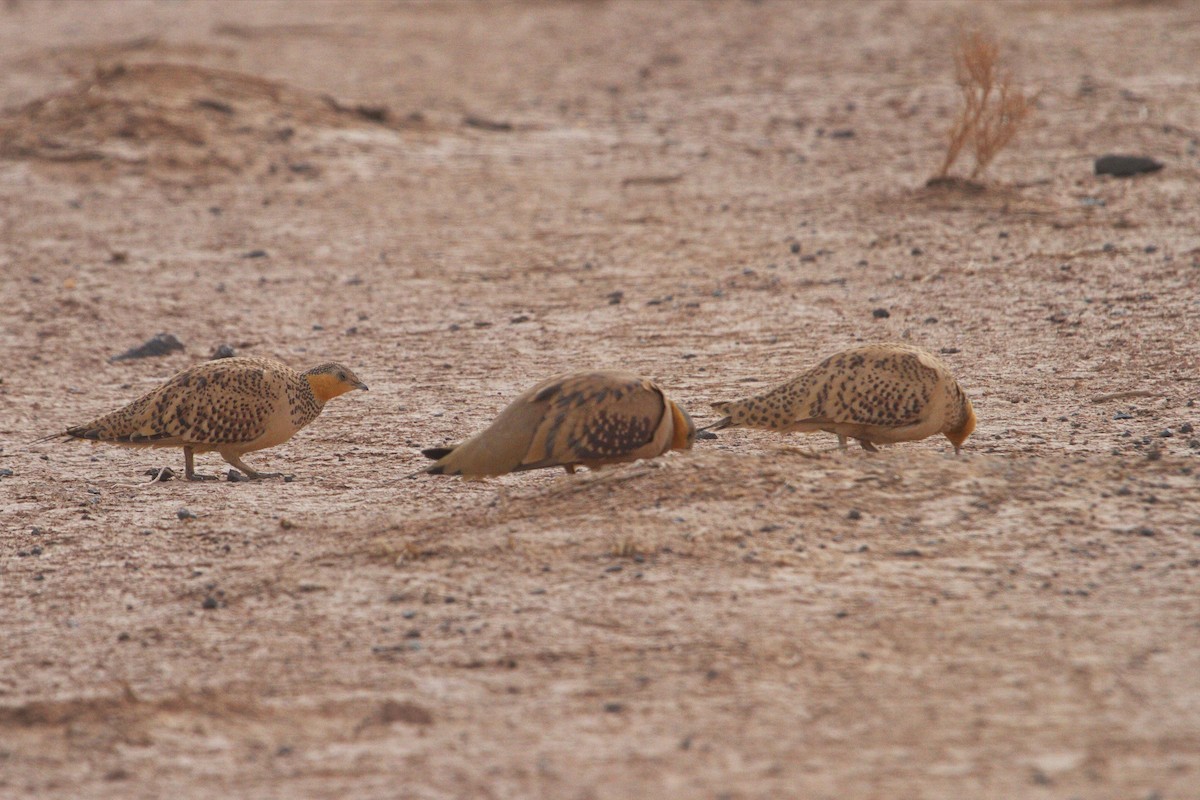 Spotted Sandgrouse - ML140720351