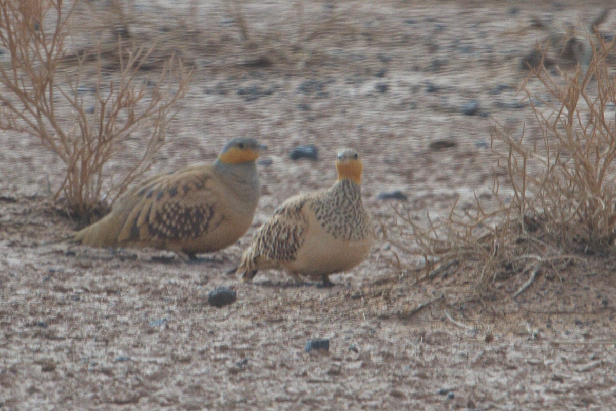 Spotted Sandgrouse - ML140720371