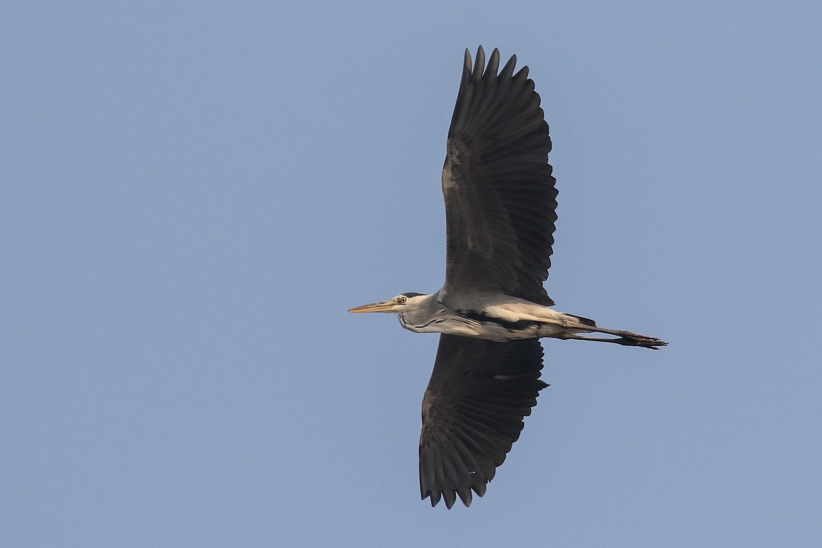 Gray Heron - Blair Dudeck