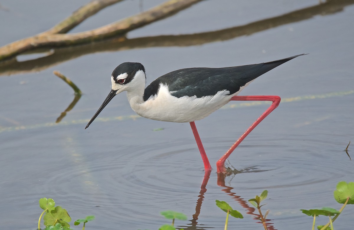 Black-necked Stilt - Harlan Stewart