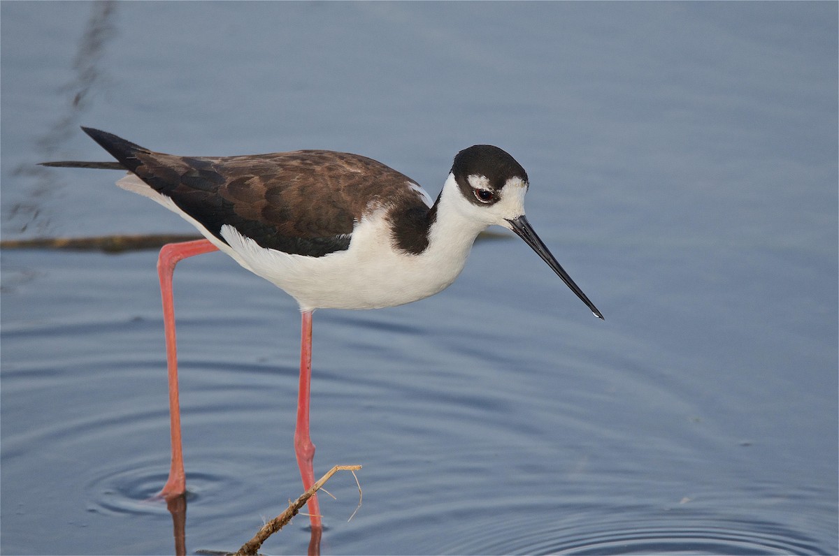 Black-necked Stilt - ML140722081