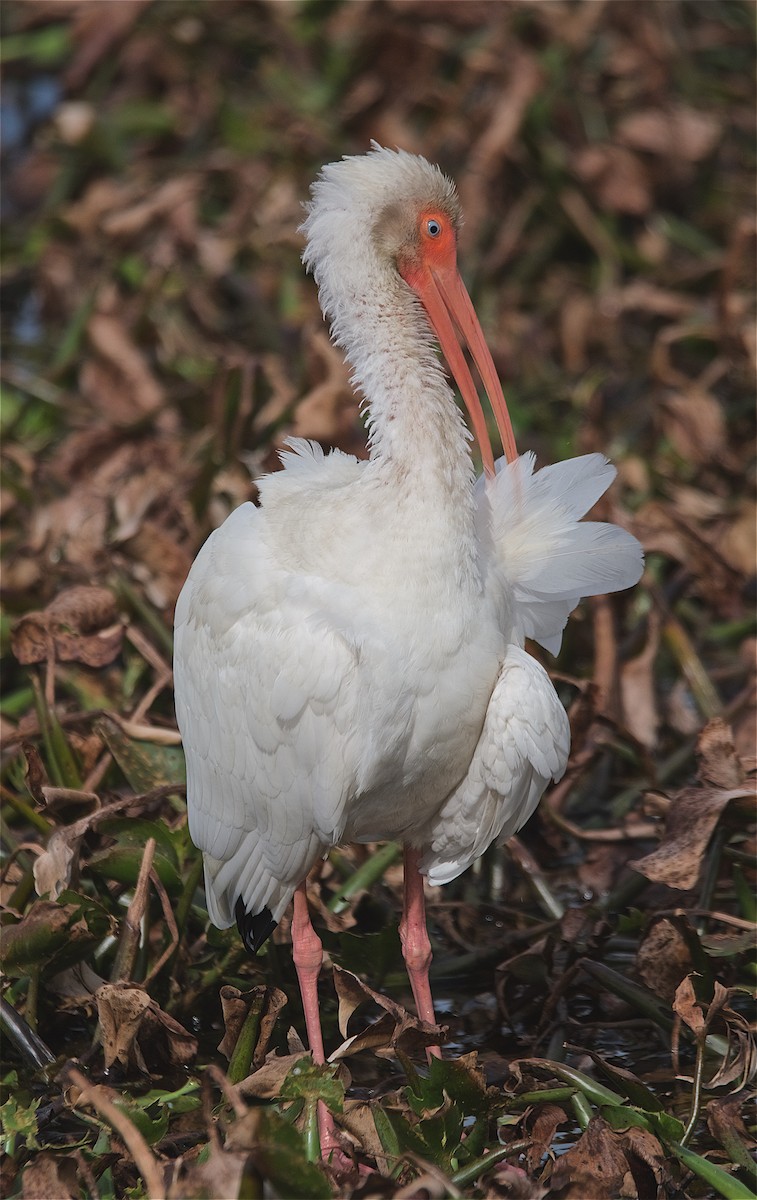ibis bílý - ML140722171