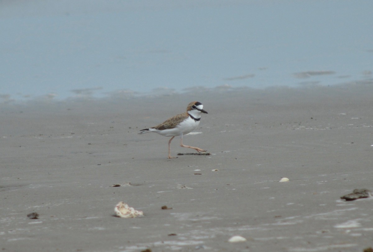 Collared Plover - Eli Gross